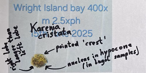 Phytoplankton of South Australia - Citizen Sciene Vs The Bloom