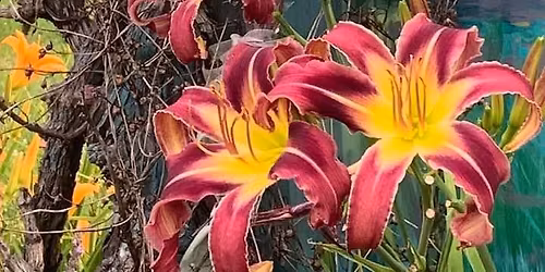 McCleary's Pub Irish Party -- Abigail's Garden @ noon! 