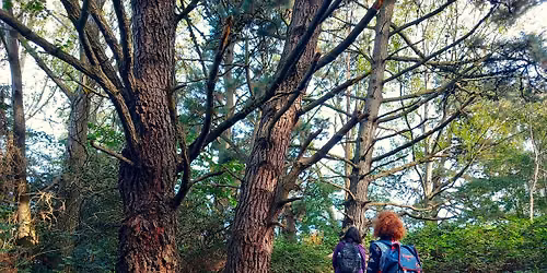 Moor to Shore - Nature Walk at Turlin Moor and Upton Country Park