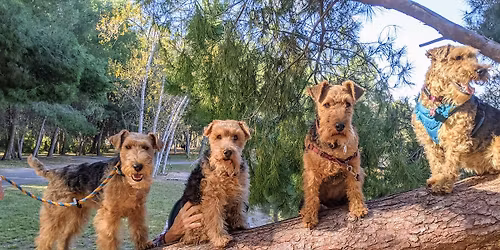Desert Empire Terrier Club Welsh Terrier Speciality
