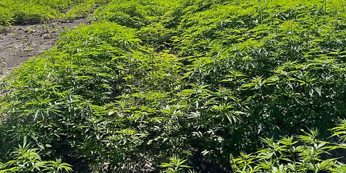 Summer Hemp Field Day