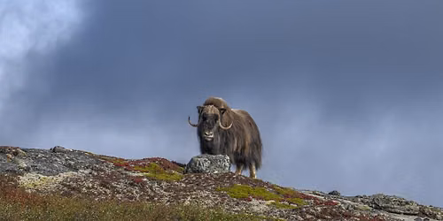 Nunavik Arctic Photography Tour