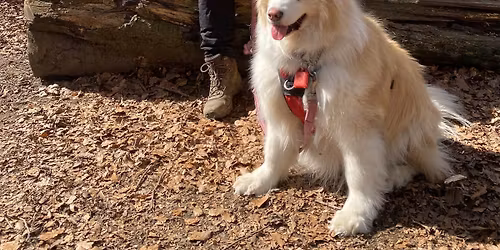 PAWS TO PEAKS OPEN DAY