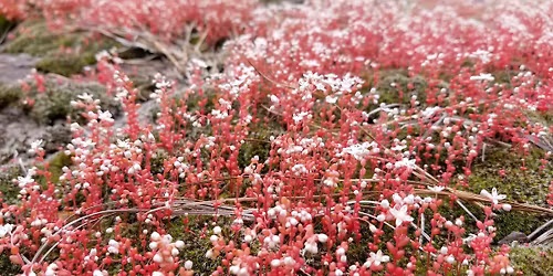 Diamorpha Days: Guided Hike to Panola Mountain
