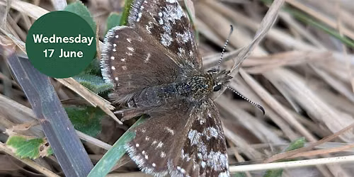 Gosforth\u2019s Wild Web: Search For The Dingy Skipper