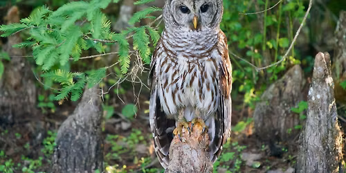 Owl Pellet Dissection