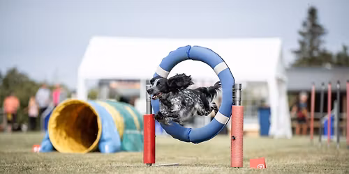 Agility Turnier
