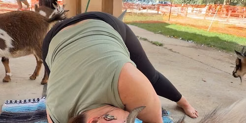 Goat yoga