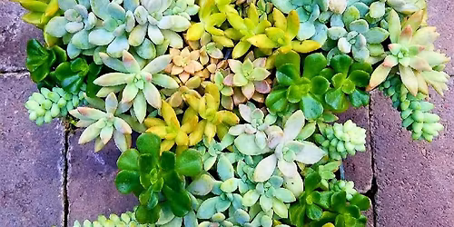 Build a Succulent Planter