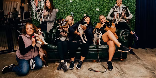 November Greenville Boston Terrier Meetup