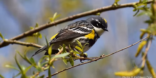 Field Trip: Warbler Walk at Mutter\u2019s Field Accessible Trail
