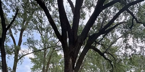 Earthing with Olive (Yoga, tea, and live music in nature)