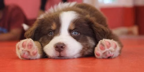 Puppy Yoga in Ottawa