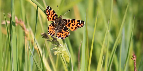 Bioblitz: Ontdek de wondere wereld van onze dagvlinders