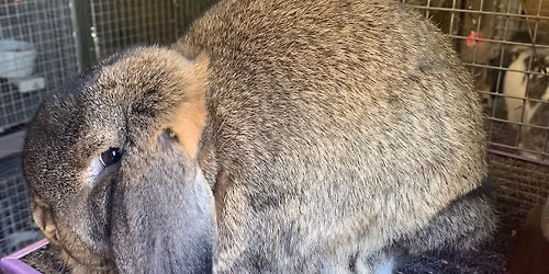 3rd Annual Sweet Maple Rabbit and Cavy Breeders Club ARBA Show 