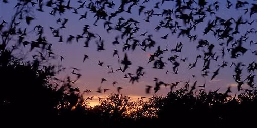 Bat Night at Kingsbury Water Park