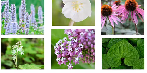 Peace Valley Nature Center Native Plant Sale