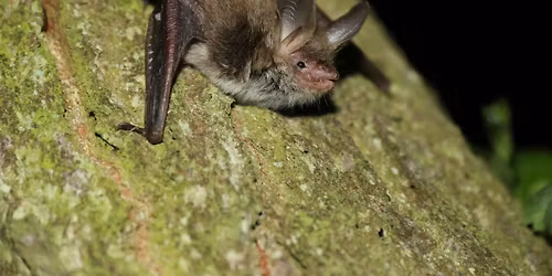 Bat Talk - College Lake, Friday 16 January