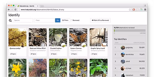 iNaturalist ID Party
