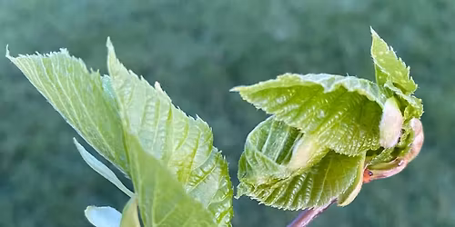 Guided Foraging Walk - Free