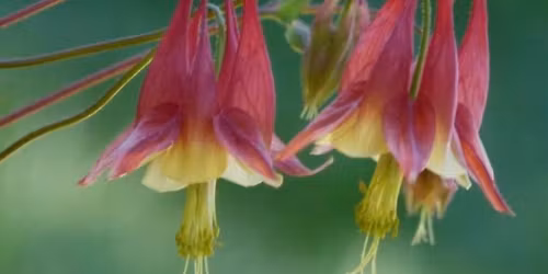 Backyard Gardening Seminar - Native Plants