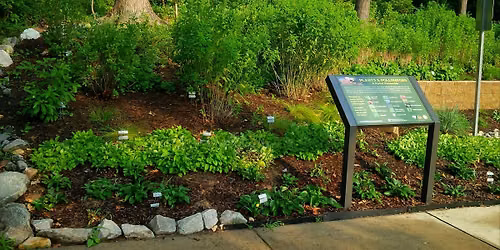 CARING FOR THE POLLINATOR GARDEN