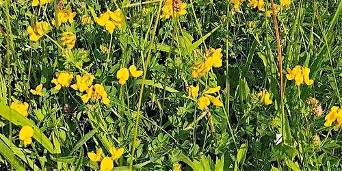 Meadow Guardians Seed collecting event \/ Digwyddiad casglu hadau