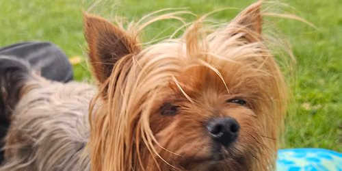 Small Dog Social - First Sunday of the month - LATER TIME - 3:30pm-4:30pm (during spring and summer)