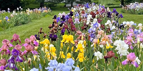 The FSK Iris Society\u2019s Rhizome Sale at Richardson Farms