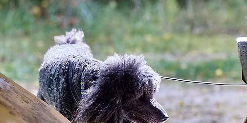 Detective Run Through