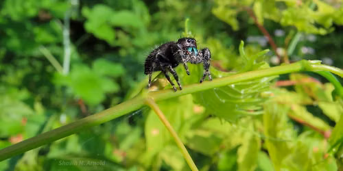 Little Hands Nature Club: Slinging Webs Like a Spider