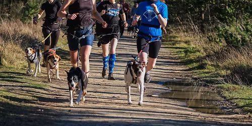 Canicross Anglesey Race Weekend