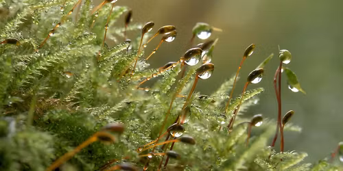 Luontoretki: Kukoistus l\u00e4hestyy