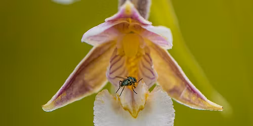 Orhideeseminar "Orhideed ning tolmeldajad"