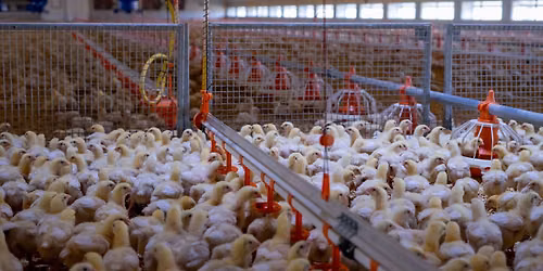 Poultry Network Live 