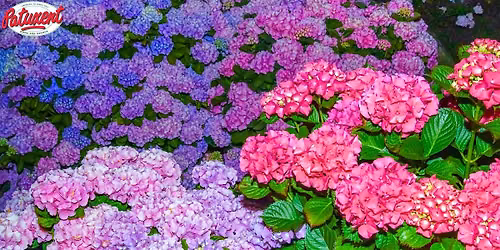 Hydrangeas & Hot Dogs