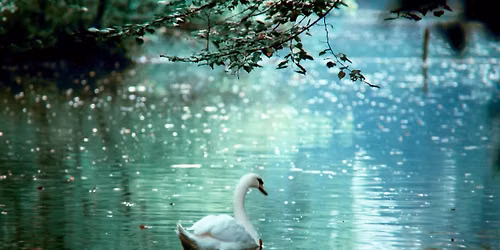 Houston Ballet: Swan Lake