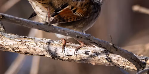 Second Saturday Bird Walk
