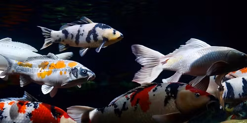 Opendeur Weekend Jona-Koi