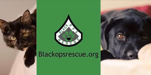 Denver Veterans Day Parade