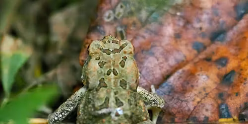A Croak in the Night: Introduction to Frogs and Toads of Loudoun