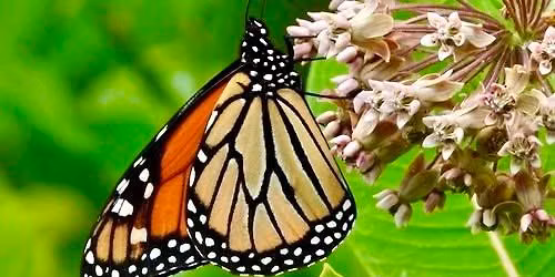 Migrating Monarchs