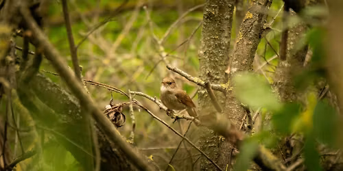 Vroegemorgenwandeling met ontbijt