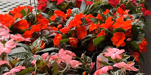 Vander Veer Plant Sale - Sunday 