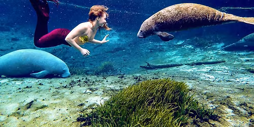 Weeki Wachee Mermaids & Wine Tasting