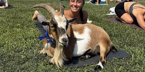 Totes Goats Goat Yoga