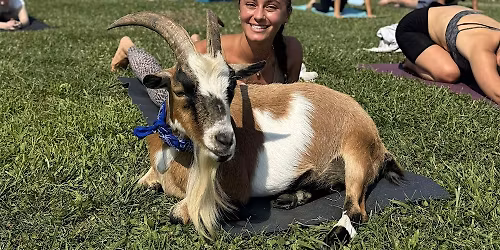 Totes Goats Goat Yoga
