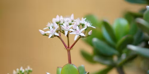 Capturing the Moment: Photography + Photo Editing