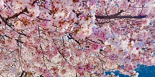 2026 Cherry Blossom Festival