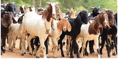 Meet and Greet with Goats